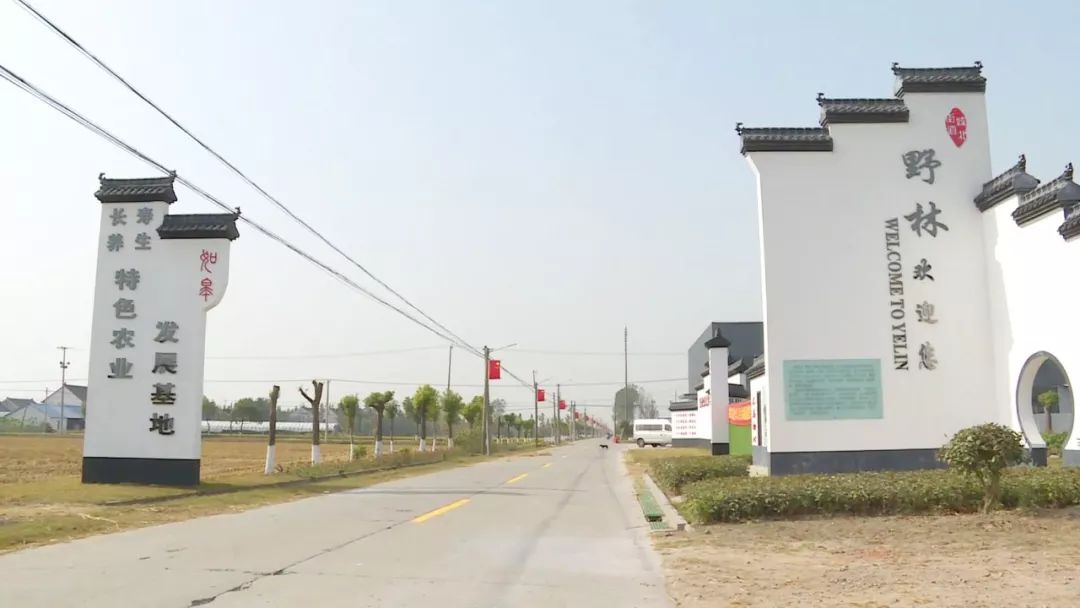 如皋城北街道野林村芦笋现状,芦笋产业乡村振兴