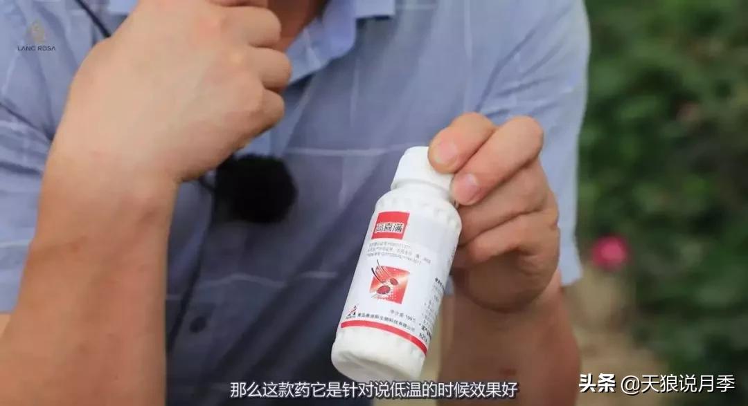 史上最详细的“红蜘蛛”防治攻略三部曲(对应三期视频)