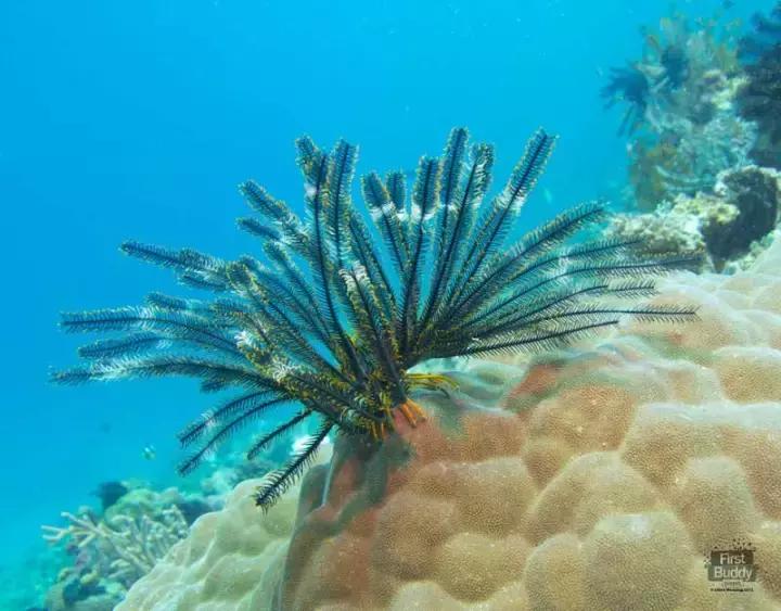 比马尔代夫更美的国家,比马尔代夫还美丽