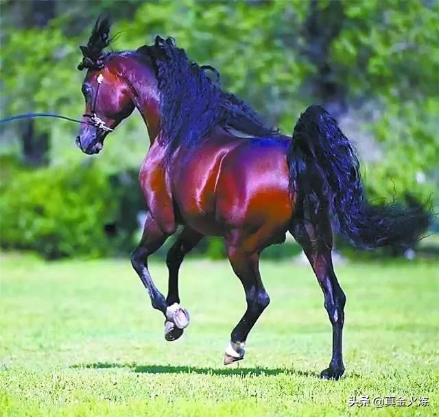 国内阿拉伯马为什么那么贵,阿拉伯马为什么值钱