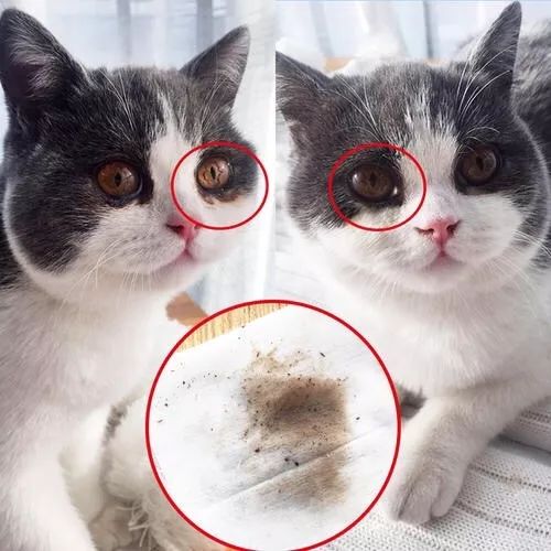 猫鼻支是怎么诊断的，又该怎么办呢？|猫鼻支治疗方法一览