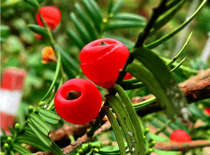 红豆杉叶子枯萎发黄怎么办,红豆杉叶子发黄枯萎怎么办