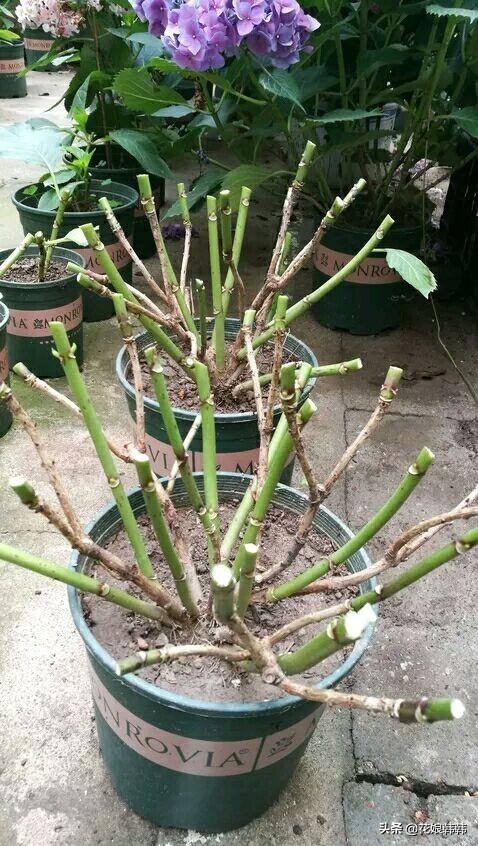 绣球怎么修剪才好,绣球的正确修剪方法