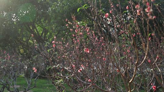 2021深圳免费适合遛娃玩地方排名,深圳免费游玩景点推荐