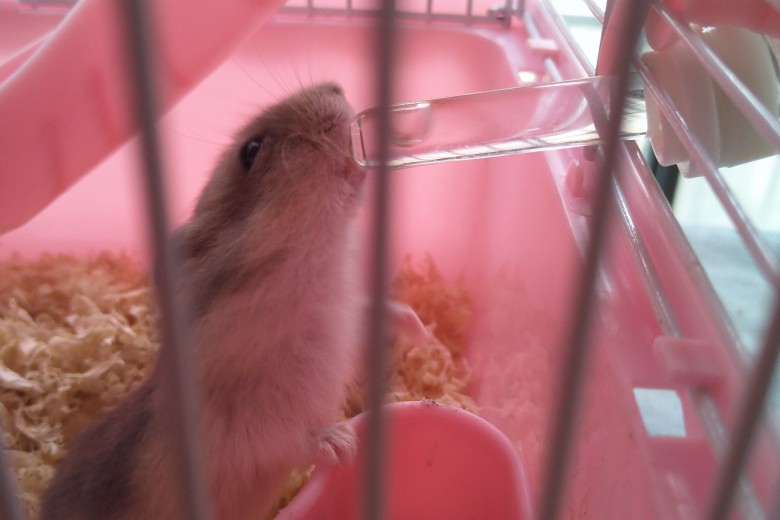 第一周分享会🐭🐭🐭，解决不喝水无笼子的方法