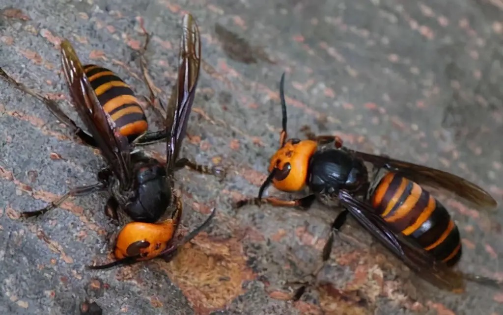 今年被马蜂蜇死多少人,多人被马蜂蜇伤目前已送医治疗