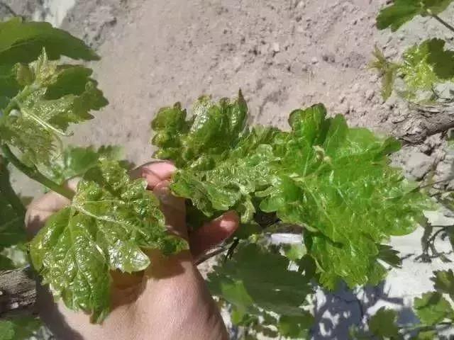 夏黑葡萄各个时间防哪些虫害,葡萄14种常见虫卵图解