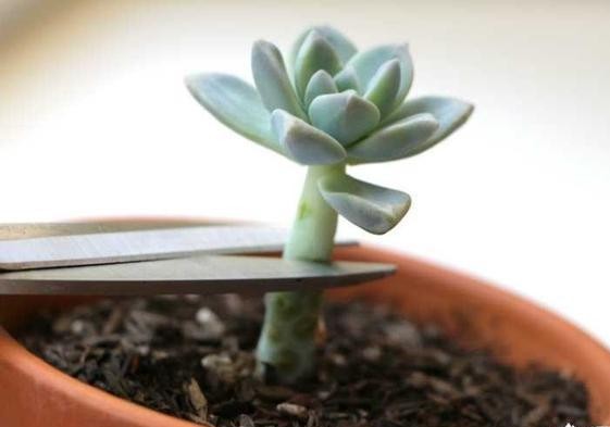 红稚莲多肉徒长除了砍头还能怎样,多肉徒长了砍成光杆还能发芽吗