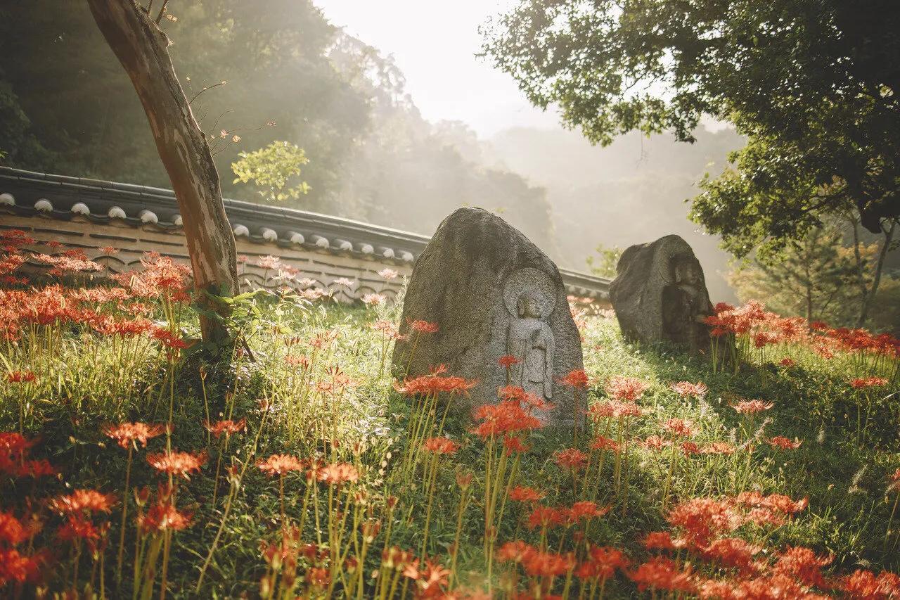 曼珠沙华花语,曼珠沙华花语英文