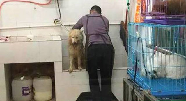 6000块买的萨摩耶捡瓶子原视频,萨摩耶400元被卖