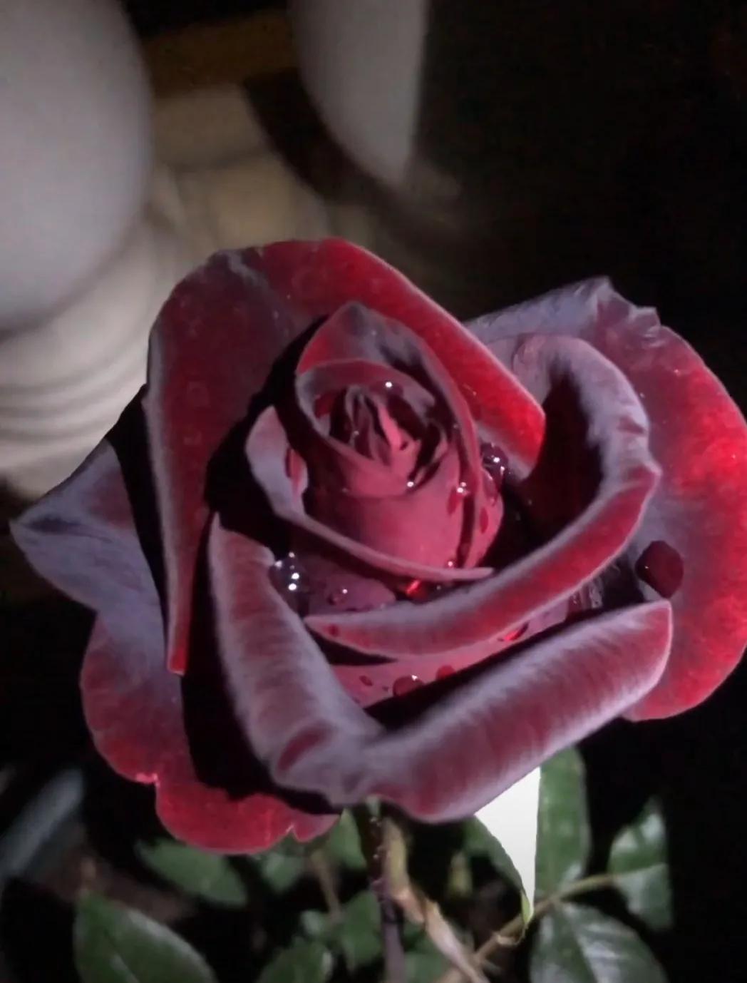 法国优雅黑玫瑰,高贵优雅的黑玫瑰