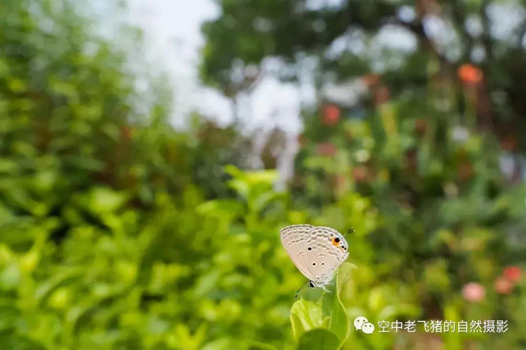 奥林巴斯12-100pro参数,奥林巴斯12-100pro镜头测评