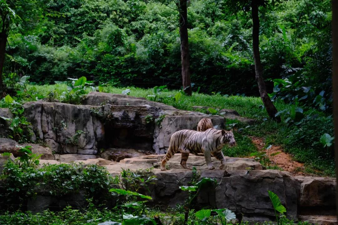 广州长隆怎么玩最划算攻略分享,广州长隆省钱攻略