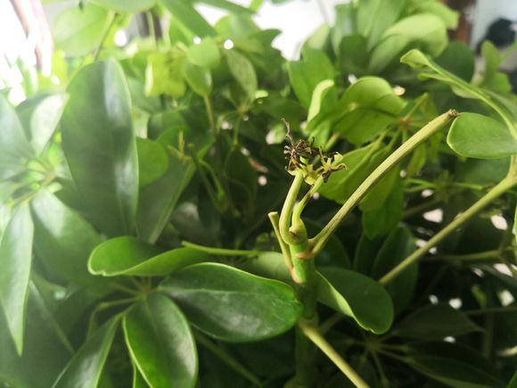 鸭脚木缺水什么时候能恢复,鸭脚木生病怎么治疗