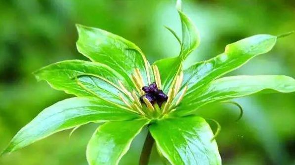 七叶一枝花和重楼是同一种药吗,七叶一枝花也叫重楼功效与作用