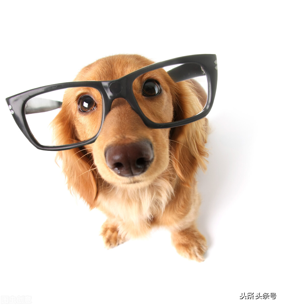 二十六个奇葩冷知识,40个奇葩冷知识免费观看