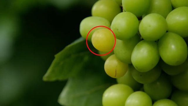 农村种植葡萄一年收入,农村种植葡萄年入500万