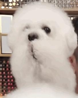 李佳琦的狗怎么火的,李佳琦的狗never