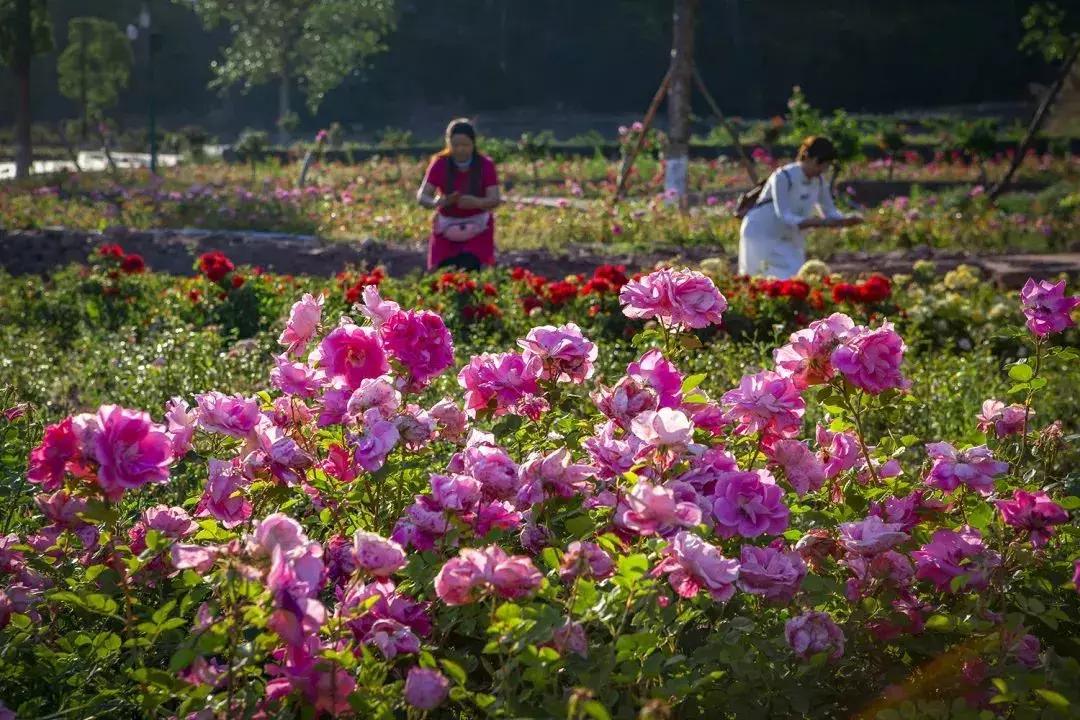 凉山最漂亮的花海,西昌赏花攻略