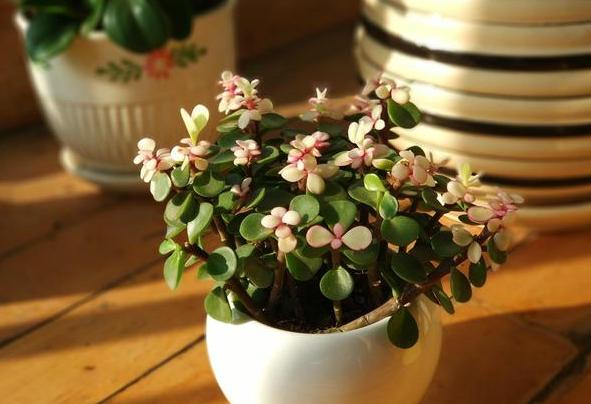 小盆栽金枝玉叶怎么养成老桩,金枝玉叶盆栽怕晒吗