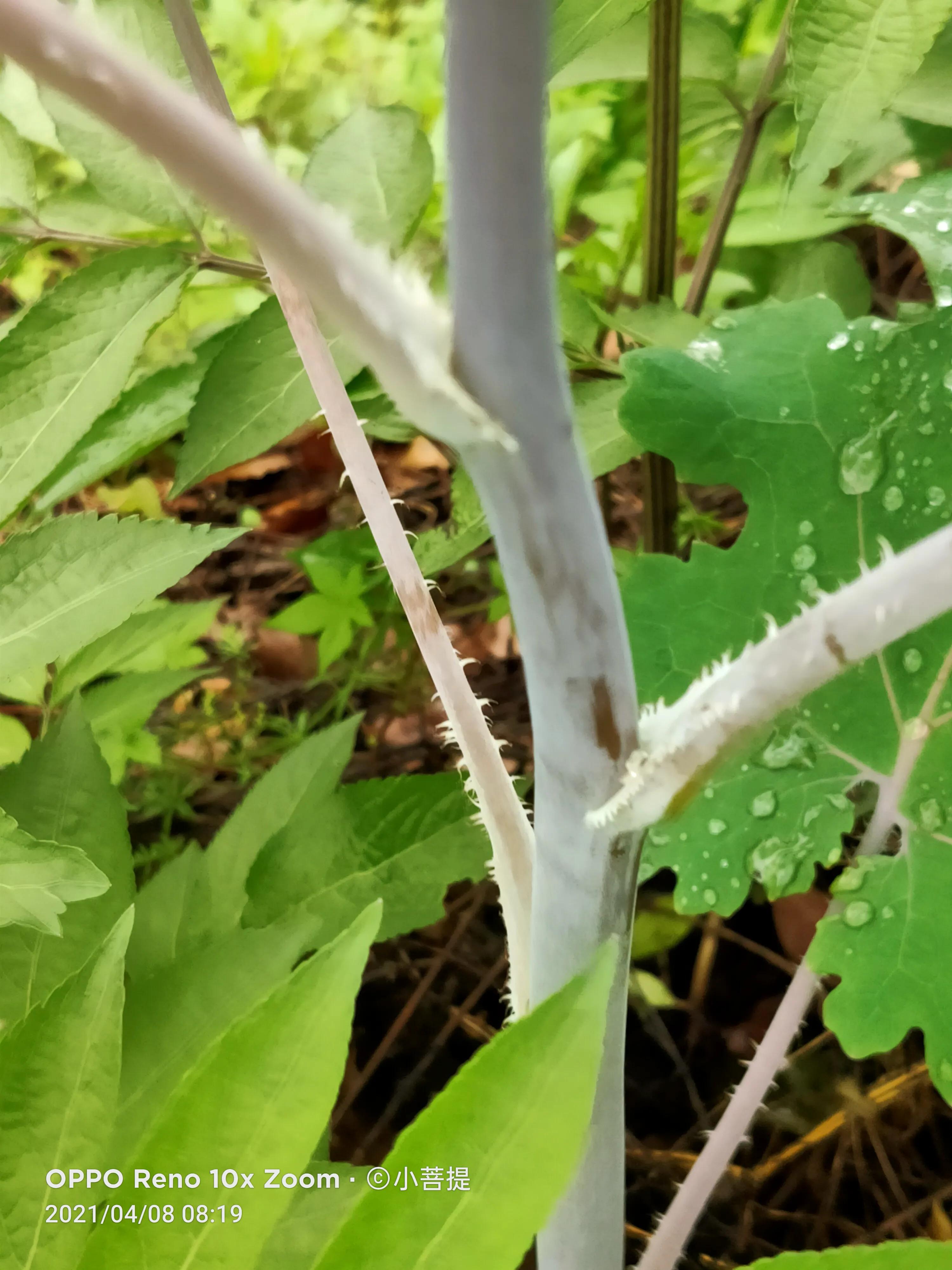 这种在草本里显得特别高大美丽的植物是罂栗的亲戚