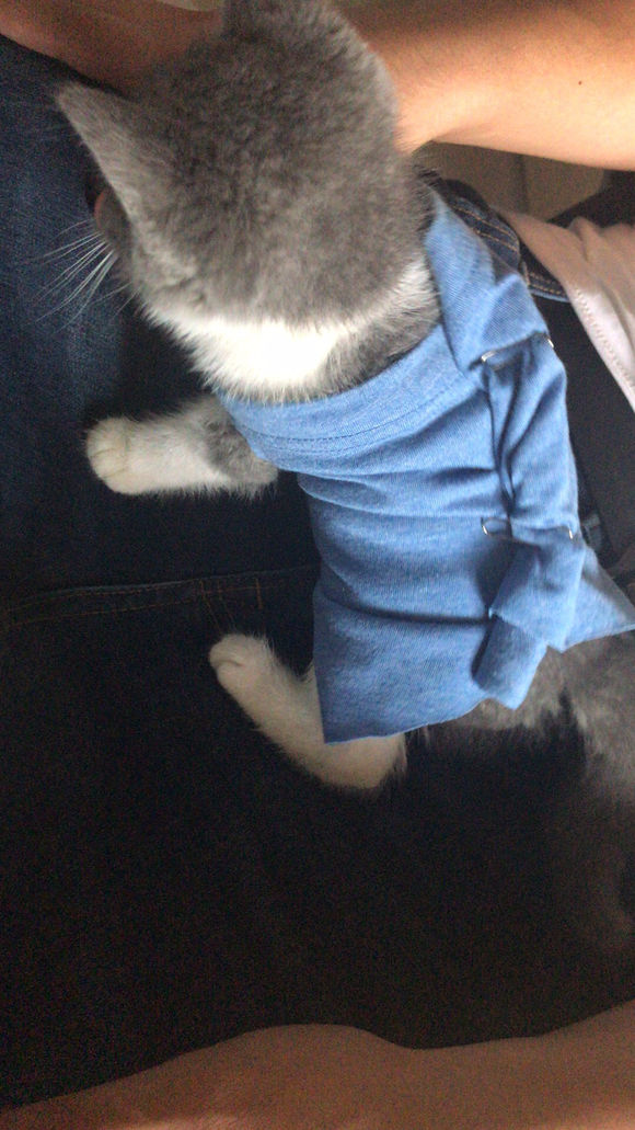 小奶猫特别粘人怎么办啊,英短不粘人怎么办