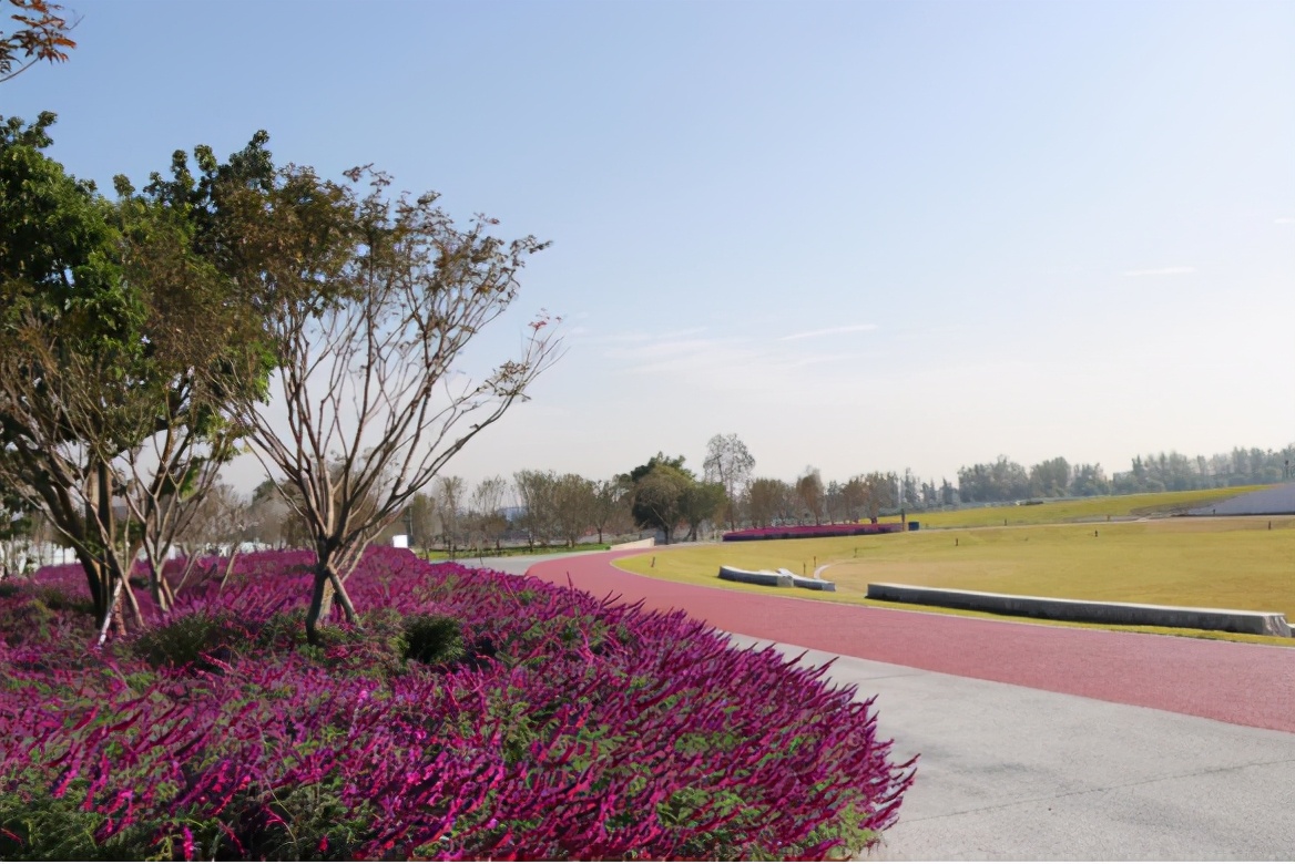 双流空港花田看飞机降落最佳地点,双流空港花田最佳位置看飞机