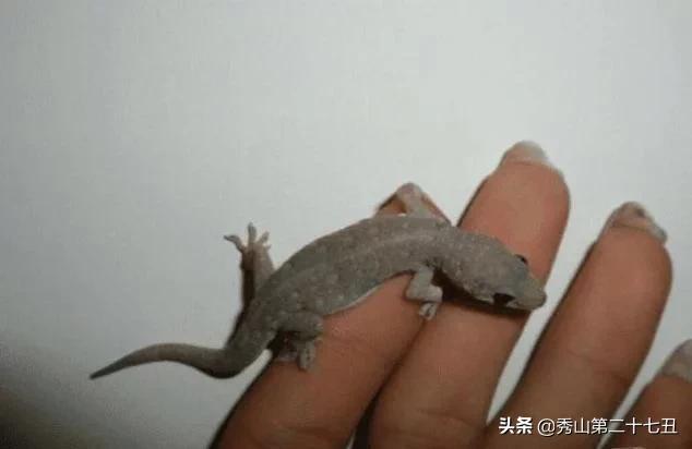 如果被大壁虎咬了会无药可救吗,壁虎咬壁虎是怎么回事