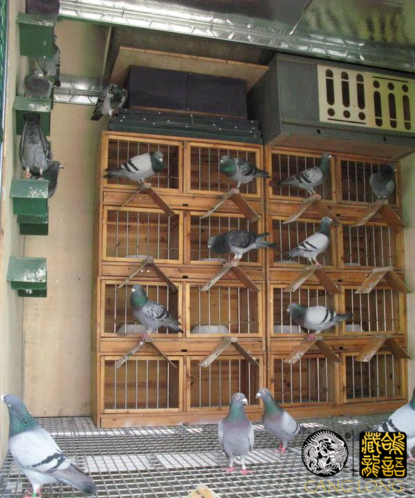 小白鸽难度怎么样,赛鸽浅白砂眼图