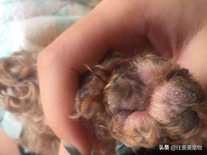 怎么分辨泰迪贵宾犬纯不纯,泰迪和贵宾犬有什么区别呢