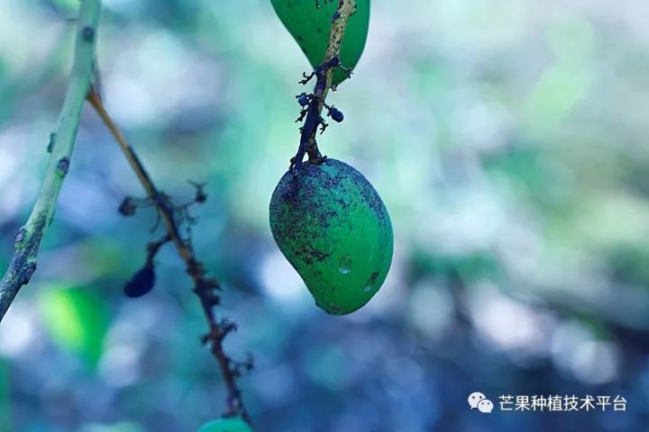 芒果常见的生理病害及防治措施,芒果病害严重的原因有哪些