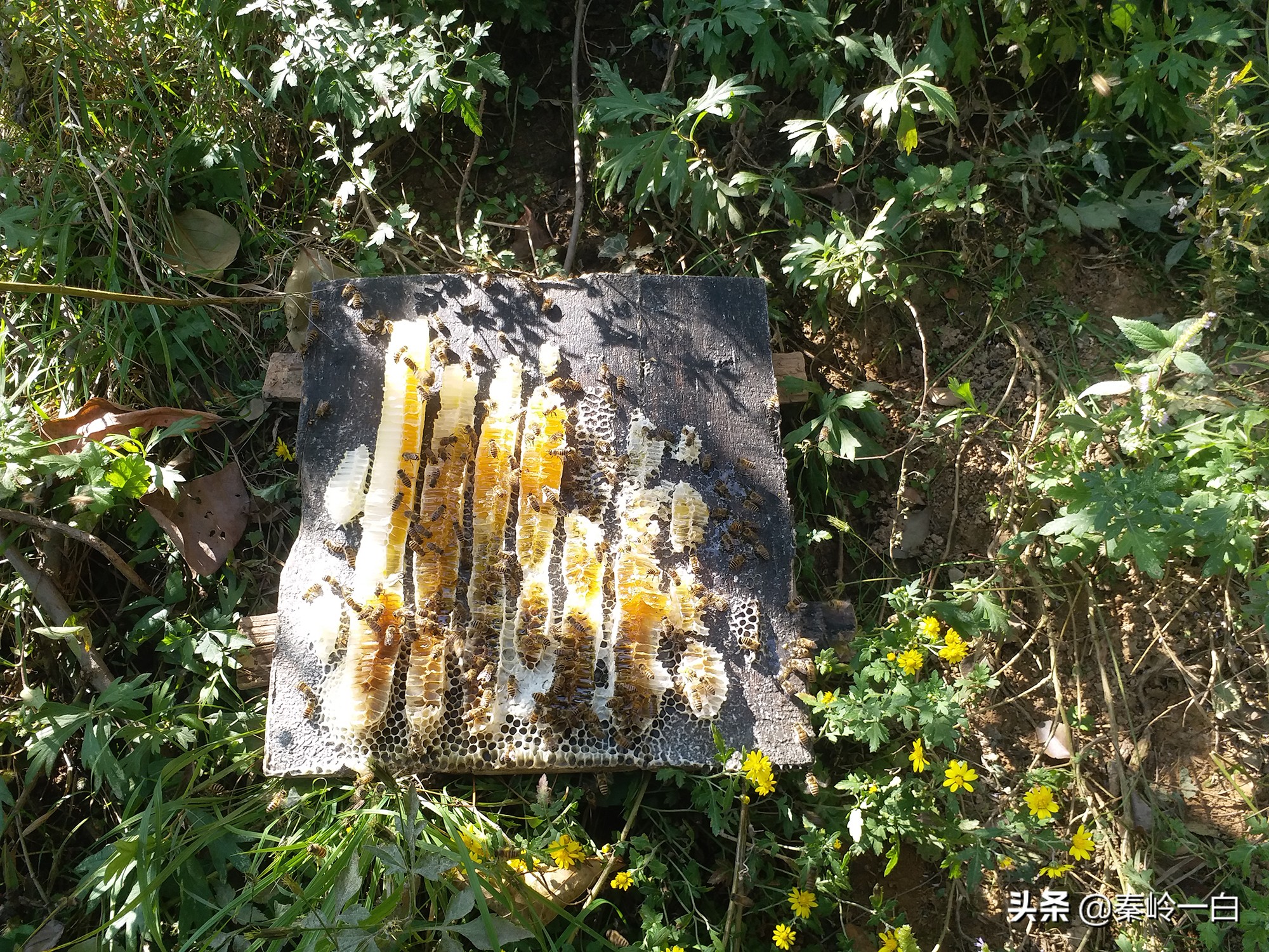 你们有没有接到过一个电话,小女孩自称是祖传卖蜂蜜的?