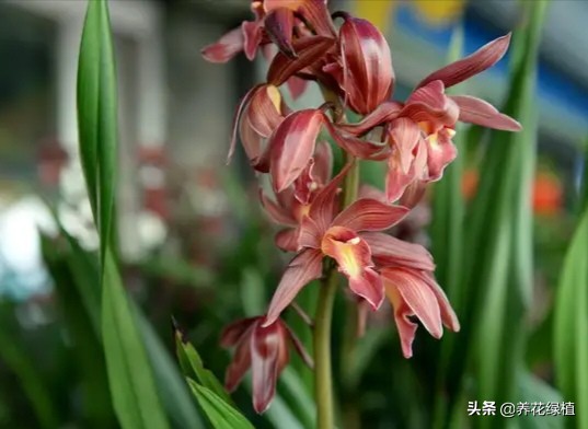 兰花的分类与品种如何鉴别,兰花品种哪种兰最贵最好养