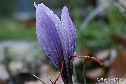 世界上最珍贵的5种花,世界十大最贵的十种花