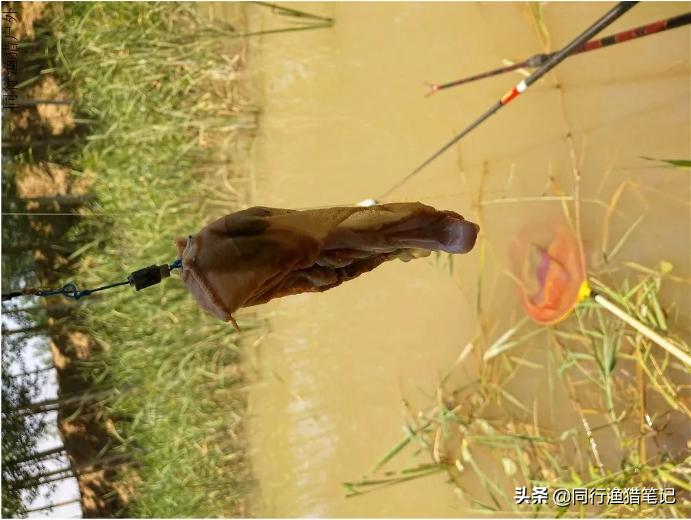 钓鱼无口怎么办教你一招,钓鱼有鱼不开口怎么钓