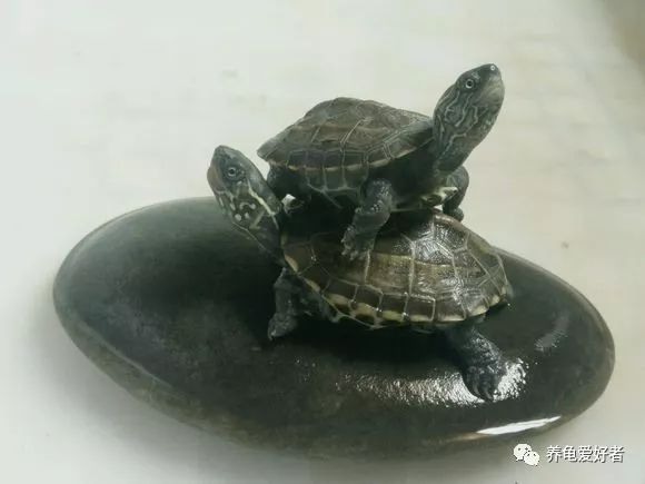 加温养龟长得快吗,小龟怎么养才能长得好