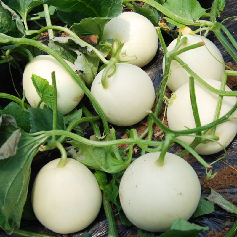 又香又甜的甜瓜熟了,薄皮甜瓜种植大全