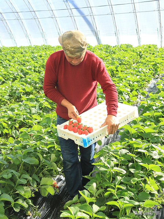 辽宁丹东东港草莓基地联系电话,辽宁丹东东港草莓种植基地