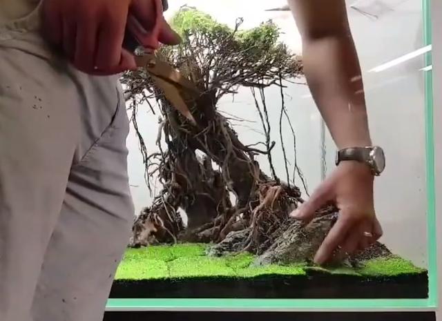 莫斯树到底好不好,莫斯树是什么