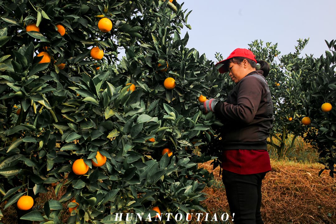 超爽福利暴击！高山神秘“金疙瘩”,甜蜜你的冬天