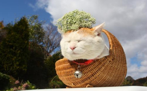 十大网红猫瓜皮,网红猫瓜皮现在如何