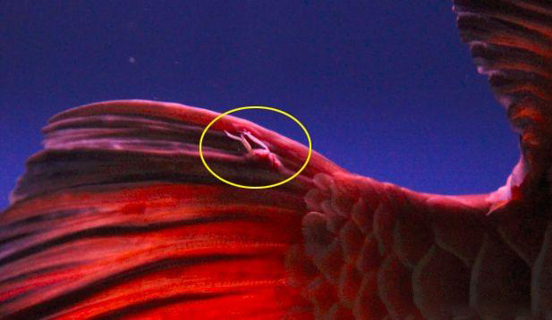 寄生虫容易导致龙鱼趴缸么,龙鱼寄生虫如何去除最有效