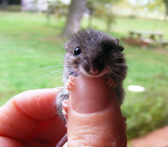 仓鼠骨折自救,仓鼠轻微骨折需要喂给他什么