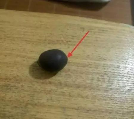 夏季这样养碗莲,碗莲怎么养才能开五颜六色的花