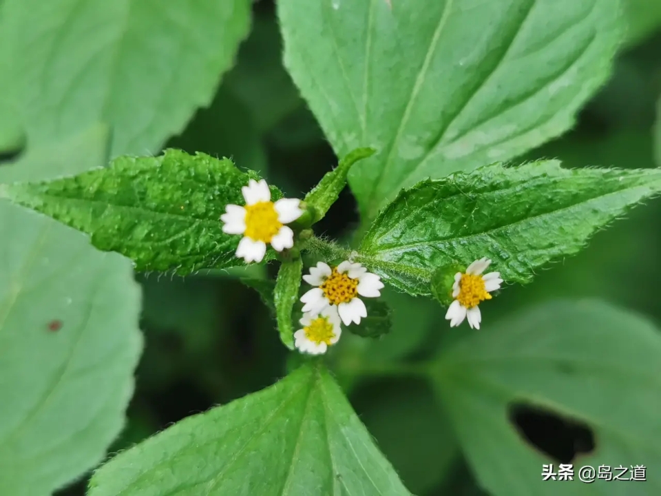 含12生肖的植物名,用十二生肖组成的植物名