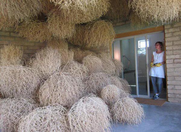 美国遭遇风滚草入侵,风滚草入侵中国后怎样了