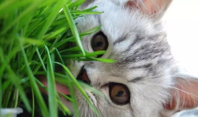 怎么让不吃猫草的猫吃猫草,铲屎官是养小猫吗