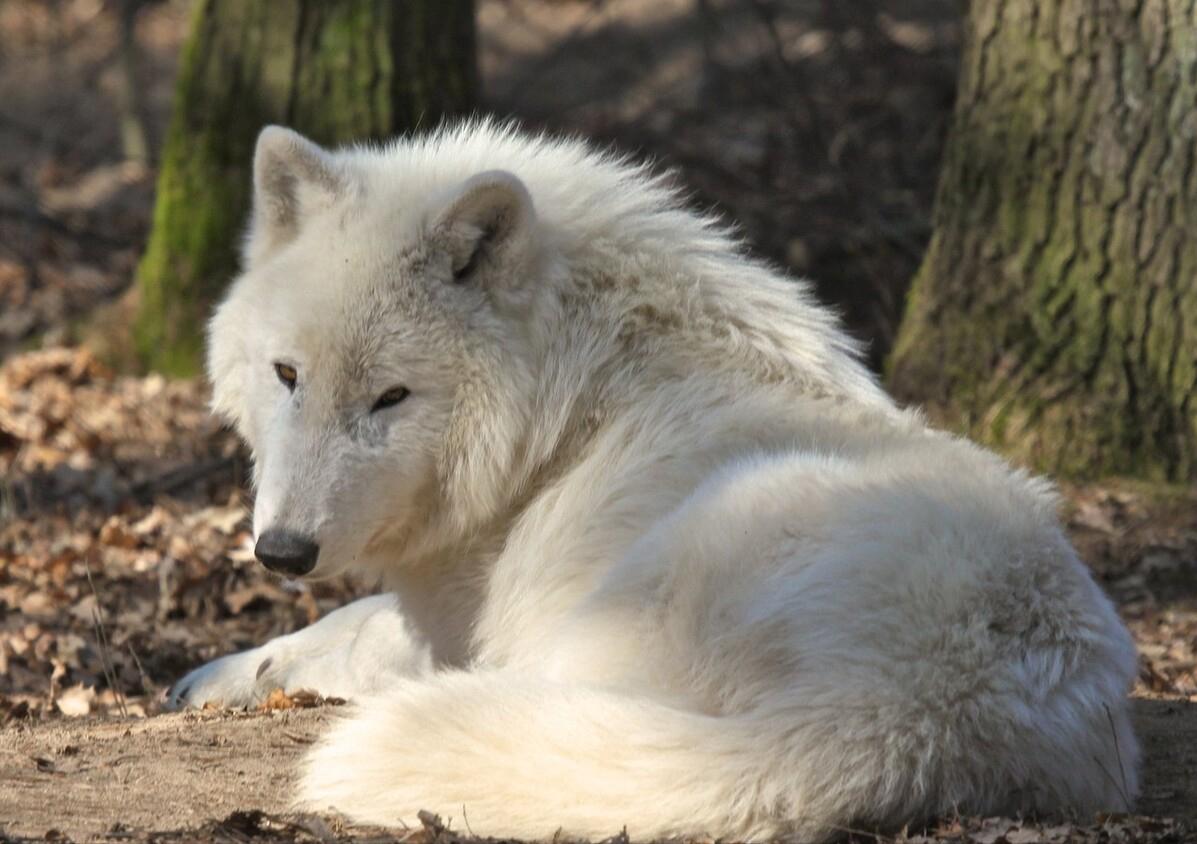 被西方殖民者杀到灭绝的动物,欧洲殖民者灭绝的动物
