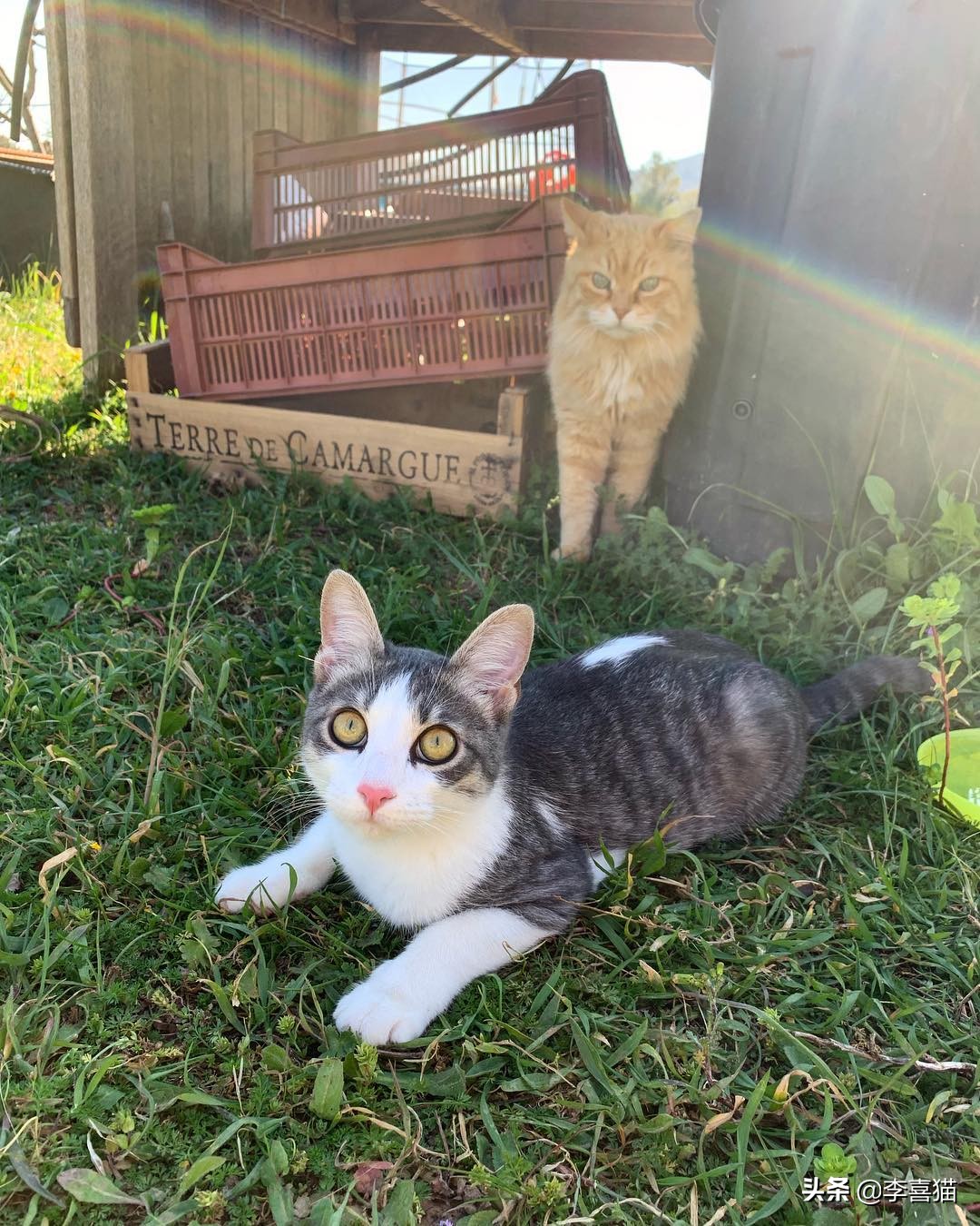 猫咪打架事件最新,近日铲屎官劝猫咪别打架