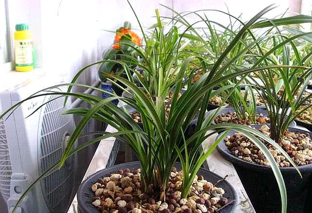 养兰花施肥,养兰花用什么肥料养最合适呢